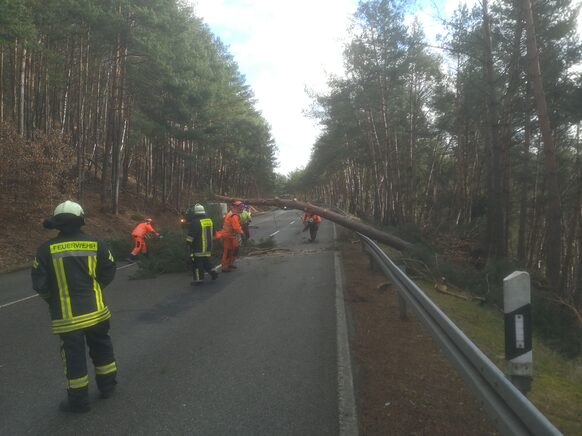 Einsatzkräfte entfernen auf der Marburger Panoramastraße einen umgestürzten Baum.