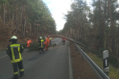 Einsatzkräfte entfernen auf der Marburger Panoramastraße einen umgestürzten Baum.