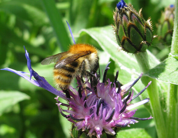 Insekten, wie hier eine Hummel, sind für die Sicherung der biologischen Vielfalt von größter Bedeutung.