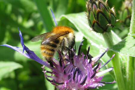 Insekten, wie hier eine Hummel, sind für die Sicherung der biologischen Vielfalt von größter Bedeutung.