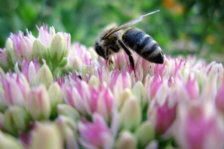 Biene auf Blüte