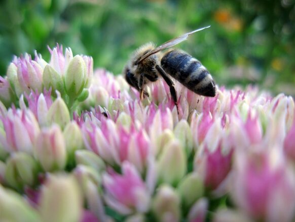 Biene auf Blüte