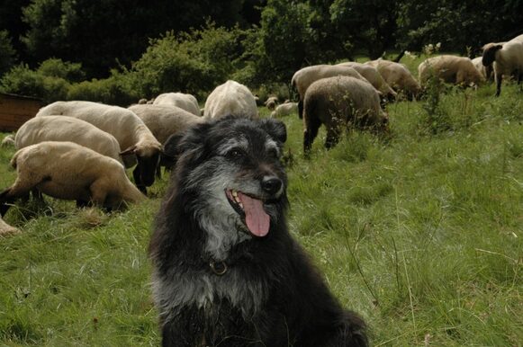 Hütehund vor Schafherde