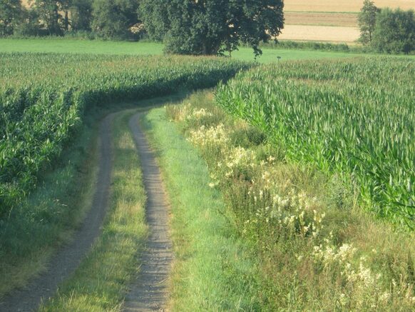 Feldweg im Grünen