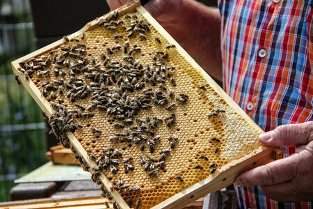 Die neuen Mitarbeiterinnen der Kreisverwaltung an der Außenstelle Biedenkopf: Bereits seit den 1930er Jahren wird in Biedenkopf die Carnica-Biene gezüchtet. Sie gilt als friedlich und bringt einen guten Ertrag.