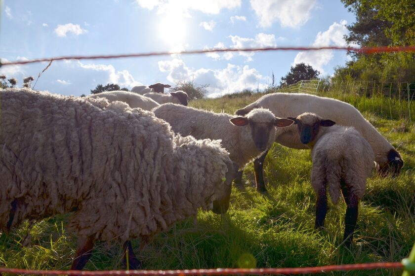 Grasende Schafe auf einer sonnigen Wiese