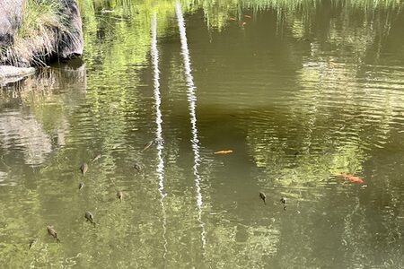 Goldfische in heimischem Gewässer