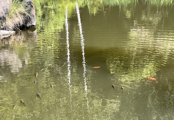 Goldfische in heimischem Gewässer