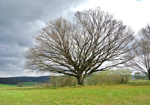 Eiche in Wetter (Naturdenkmal)