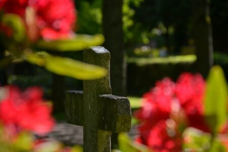 Grabstein umgeben von blühenden Sträuchern