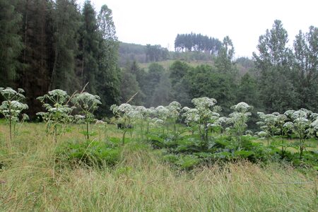Der Riesenbärenklau ist eine invasive Art, die auch im Landkreis Marburg-Biedenkopf vorkommt, wie hier auf einer Fläche in Breidenbach.