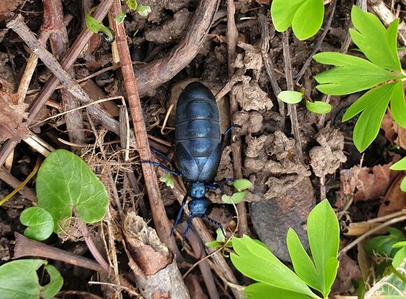 Schwarzblauer Ölkäfer