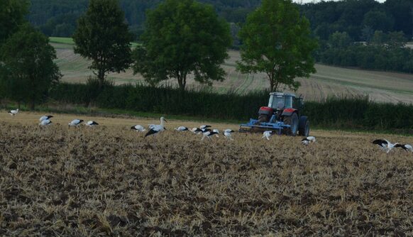 Störche auf abgeerntetem Feld