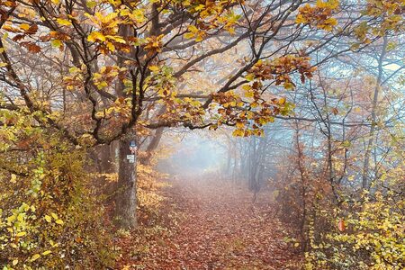 Waldweg mit herbstlich verfärbtem Laub (Bild zur Pressemitteilung 341/2023)