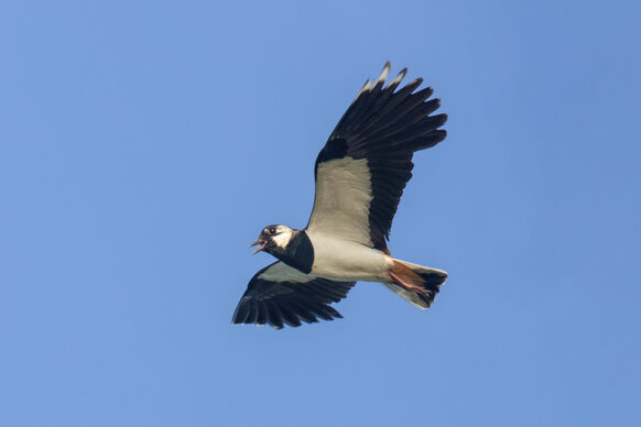 Ein Kibitz im Flug (Foto zur Pressemitteilung 357/2023)