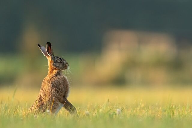Symbolbild Hasenpest (Hase im Feld)