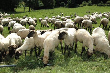Veterinärwesen