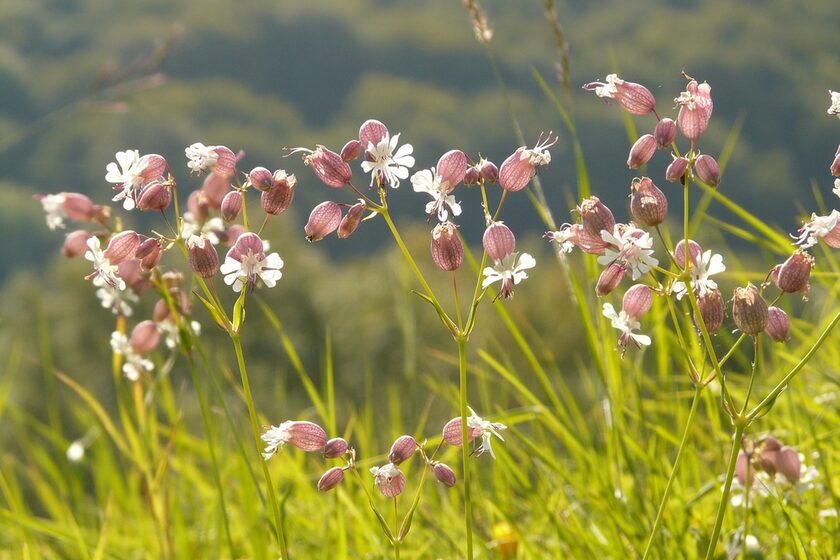 Wiesenblume