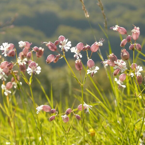 Wiesenblume