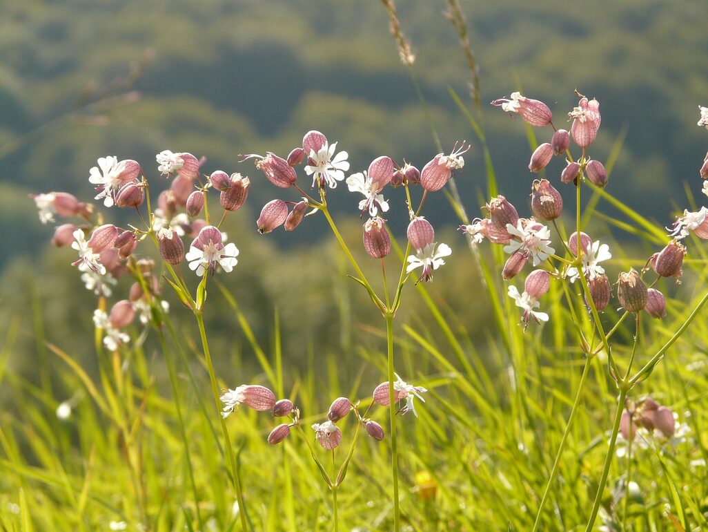 Wiesenblume