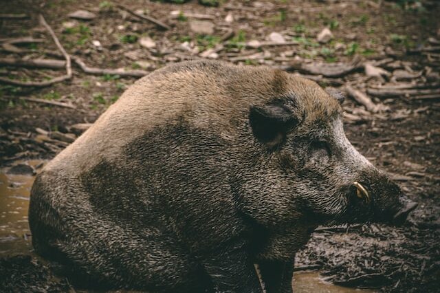 Symbolbild Schweinepest (Wildschwein)