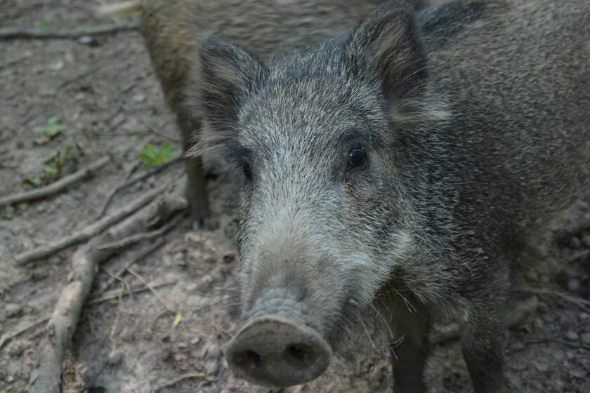 Symbolbild Afrikanische Schweinepest (Wildschweine)