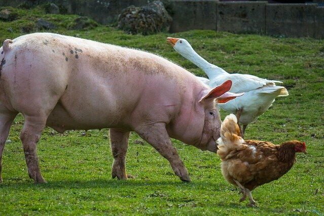 Ein Schwein, eine Gans und eine Ente auf der Wiese