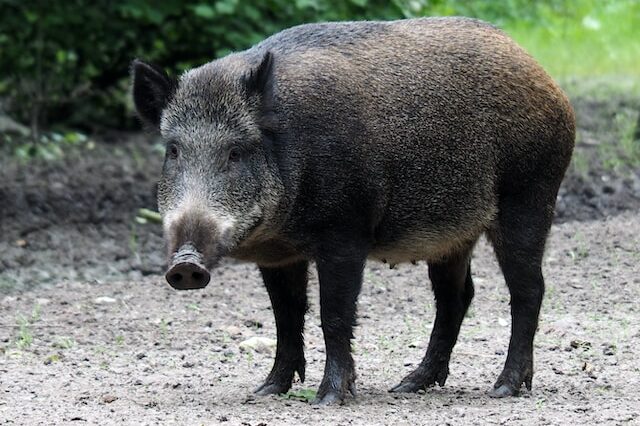 Teaserbild Wildschwein