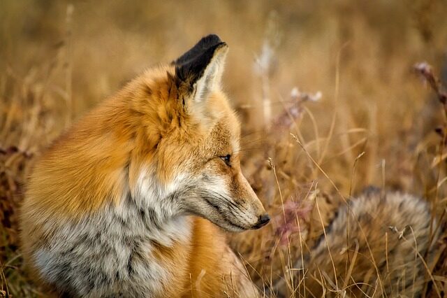 Fuchs