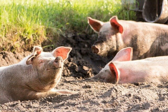 Hausschweine suhlen sich im Sand