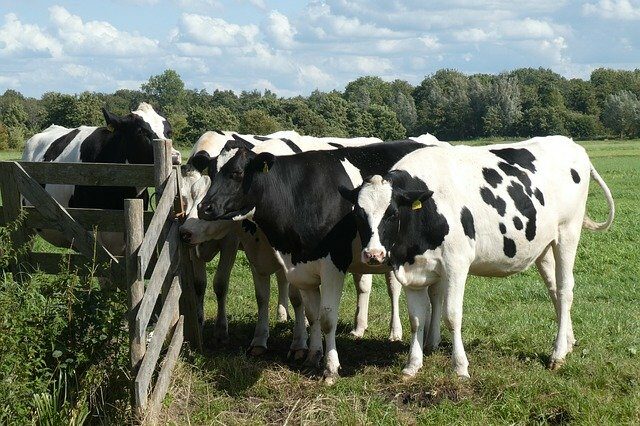 Schwarzbunte Rinder auf der Weide