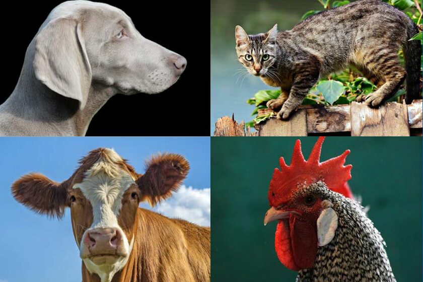Collage von vier Tierfotos (Hund, Katze, Rind, Hahn)